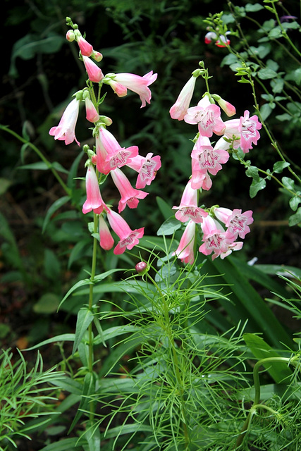 Penstemon "Souvenir d'Adrien Régnier