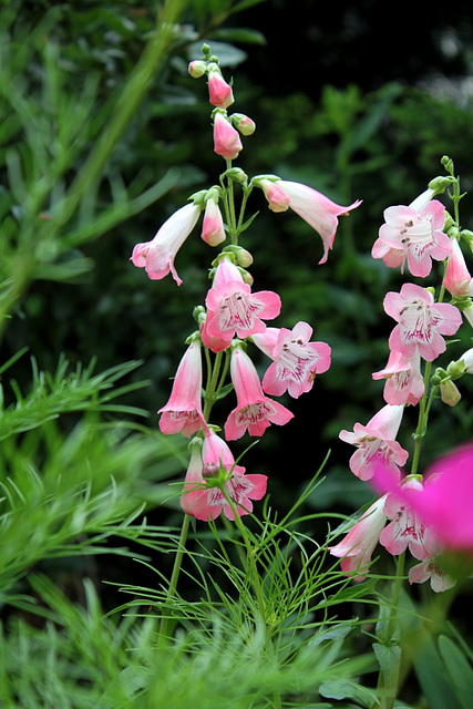 Penstemon "Souvenir d'Adrien Régnier