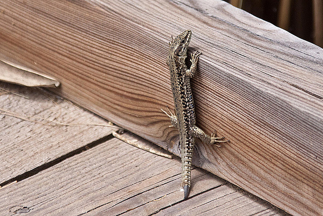 20110608 5441RAw [F] Mauereidechse (Podarcis muralis) [m], Vauvert, Camargue