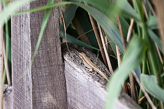 20110608 5437RAw [F] Mauereidechse (Podarcis muralis) [w], Vauvert, Camargue