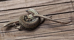 20110608 5433RAw [F] Mauereidechse (Podarcis muralis) [w+m], Vauvert, Camargue