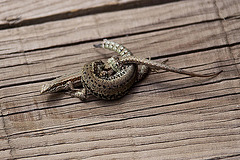 20110608 5432RAw [F] Mauereidechse (Podarcis muralis) [w+m], Vauvert, Camargue