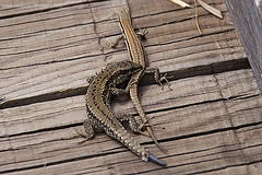 20110608 5429RAw [F] Mauereidechse (Podarcis muralis) [w+m], Vauvert, Camargue