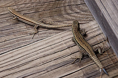 20110608 5428RAw [F] Mauereidechse (Podarcis muralis) [w+m], Vauvert, Camargue