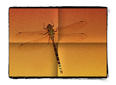 dragonfly / libellule