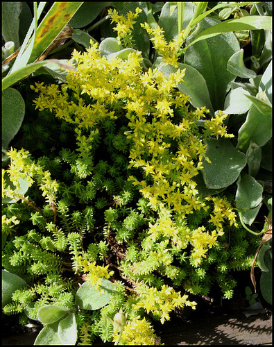 Sedum sexangulare