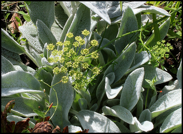 Stachys et Persil