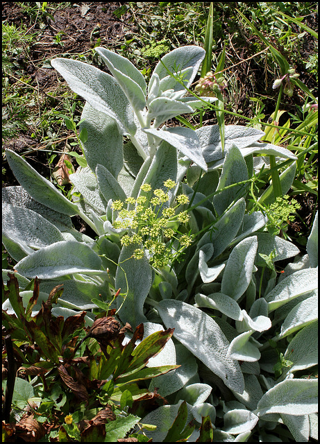 Stachys et Persil  (2)