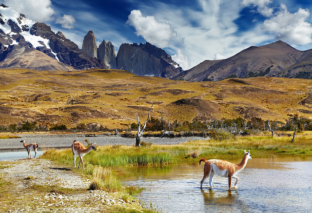 Guanacos en el sector del Paine