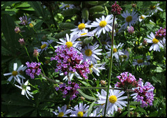 Verbena bonariensis