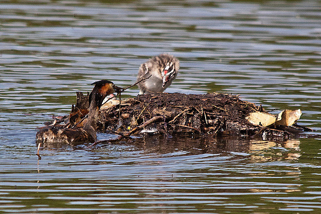 20110510 2321RTw [D~BI] Haubentaucher (Podiceps cristatus) [JV], Bielefeld