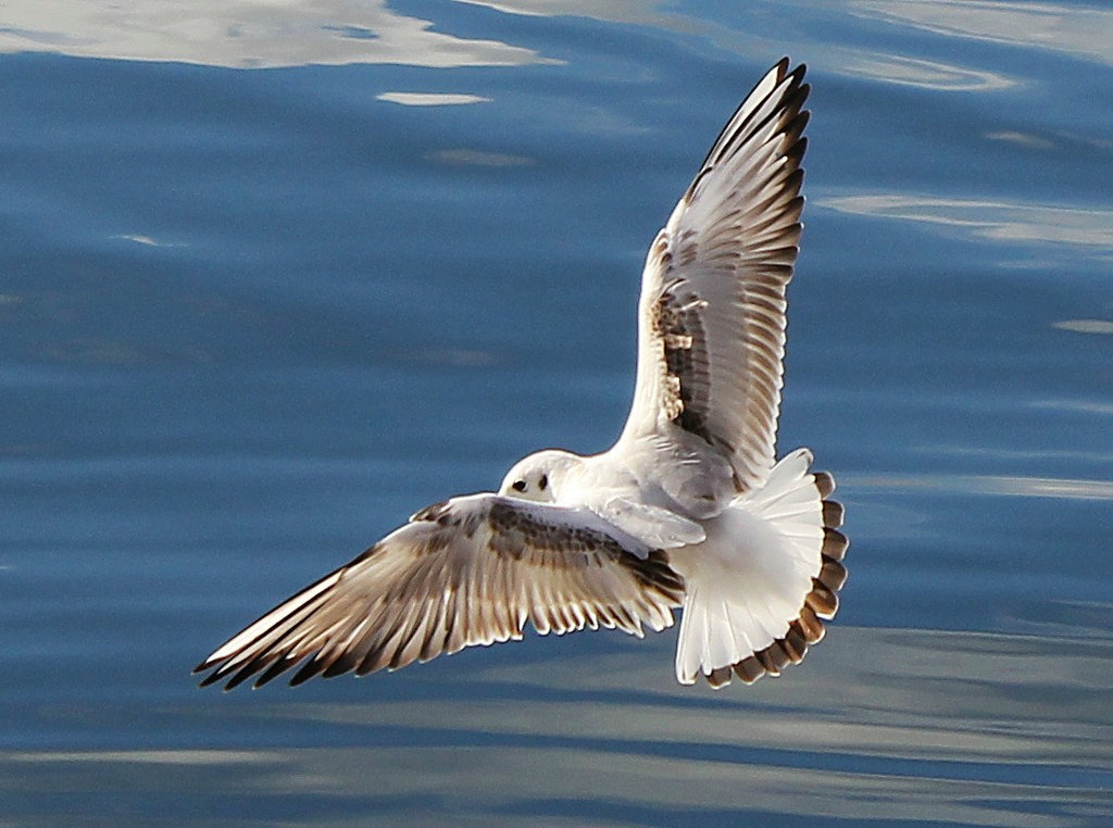 Möwe