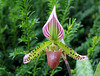 Paphiopedilum