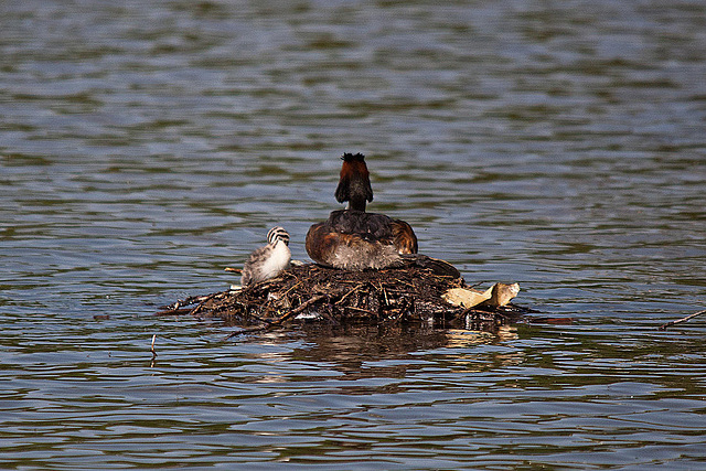 20110510 2311RTw [D~BI] Haubentaucher (Podiceps cristatus) [JV], Bielefeld