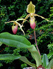 Paphiopedilum