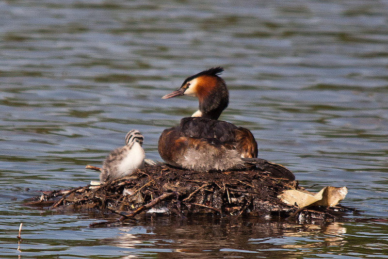 20110510 2310RTw [D~BI] Haubentaucher (Podiceps cristatus) [JV], Bielefeld