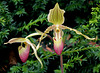 Paphiopedilum