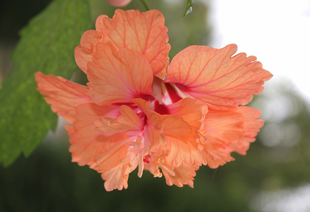 Hibiscus El capitolio