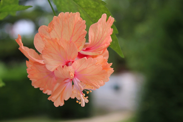 Hibiscus El capitolio sport