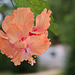 Hibiscus El capitolio sport