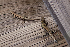 20110608 5427RAw [F] Mauereidechse (Podarcis muralis) [w+m], Vauvert, Camargue