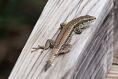 20110608 5426RAw [F] Mauereidechse (Podarcis muralis) [m], Vauvert, Camargue