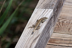 20110608 5425RAw [F] Mauereidechse (Podarcis muralis) [m], Vauvert, Camargue