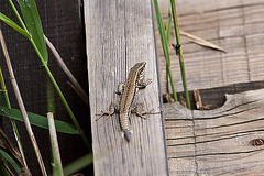 20110608 5424RAw [F] Mauereidechse (Podarcis muralis) [m], Vauvert, Camargue