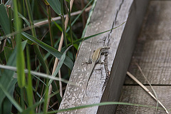 20110608 5417RAw [F] Mauereidechse (Podarcis muralis) [w], Vauvert, Camargue