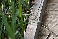 20110608 5415RAw [F] Mauereidechse (Podarcis muralis) [w], Vauvert, Camargue