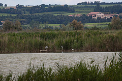 20110608 5413RAw [F] Graureiher, Seidenreiher, Vauvert, Camargue