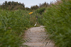 20110608 5412RAw [F] Seidenreiher, Vauvert, Camargue