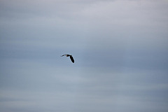 20110608 5411RAw [F] Seidenreiher, Vauvert, Camargue