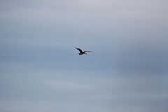 20110608 5410RAw [F] Seidenreiher, Vauvert, Camargue