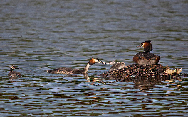 20110510 2307RTw [D~BI] Haubentaucher (Podiceps cristatus) [JV], Bielefeld