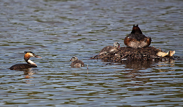 20110510 2306RTw [D~BI] Haubentaucher (Podiceps cristatus) [JV], Bielefeld