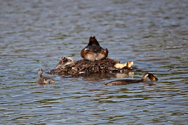 20110510 2304RTw [D~BI] Haubentaucher (Podiceps cristatus) [JV], Bielefeld