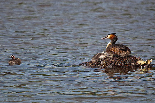 20110510 2299RTw [D~BI] Haubentaucher (Podiceps cristatus) [JV], Bielefeld