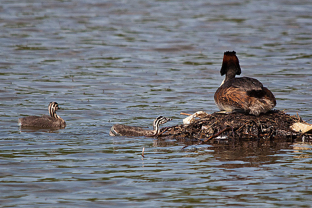 20110510 2297RTw [D~BI] Haubentaucher (Podiceps cristatus) [JV], Bielefeld