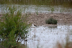 20110608 5407RAw [F] Stelzenläufer, Vauvert, Camargue