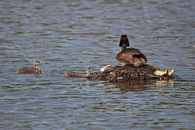 20110510 2296RTw [D~BI] Haubentaucher (Podiceps cristatus) [JV], Bielefeld