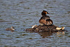 20110510 2295RTw [D~BI] Haubentaucher (Podiceps cristatus) [JV], Bielefeld