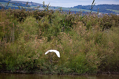 20110608 5406RAw [F] Seidenreiher, Vauvert, Camargue