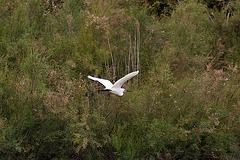 20110608 5405RAw [F] Seidenreiher, Vauvert, Camargue