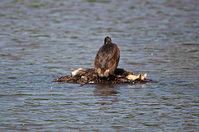 20110510 2294RTw [D~BI] Haubentaucher (Podiceps cristatus), Bielefeld