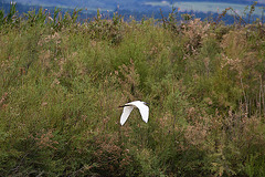 20110608 5404RAw [F] Seidenreiher, Vauvert, Camargue