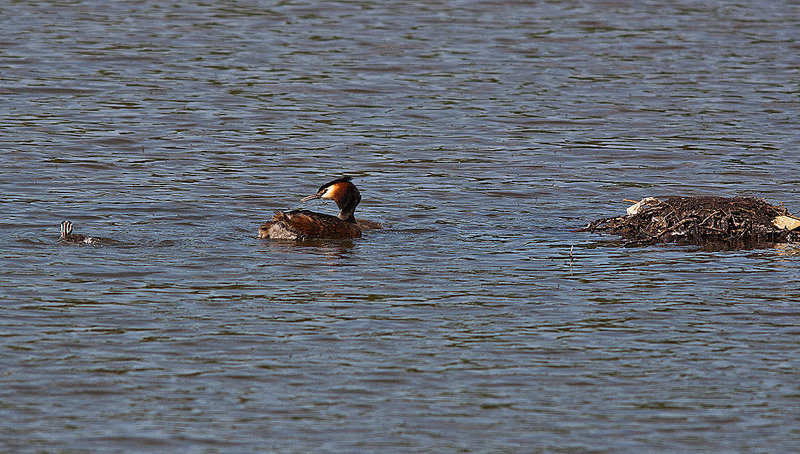 20110510 2293RTw [D~BI] Haubentaucher (Podiceps cristatus) [JV], Bielefeld