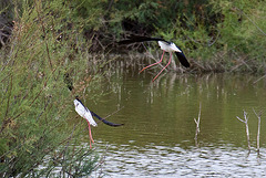 20110608 5402RAw [F] Stelzenläufer, Vauvert, Camargue