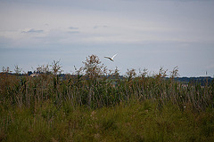 20110608 5401RAw [F] Reiher, Vauvert, Camargue