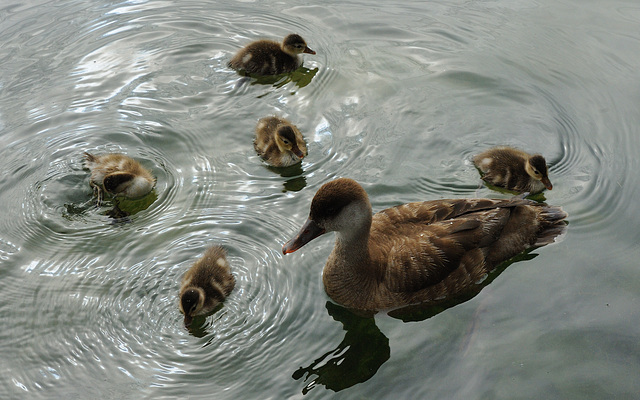 Famille nette rousse...